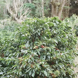 Los Pirineos Pink Bourbon Lavé - El Salvador