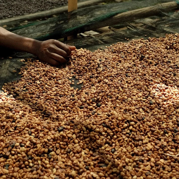 Chilaka Honey – Éthiopie