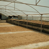 Allan Oviedo - Costa Rica