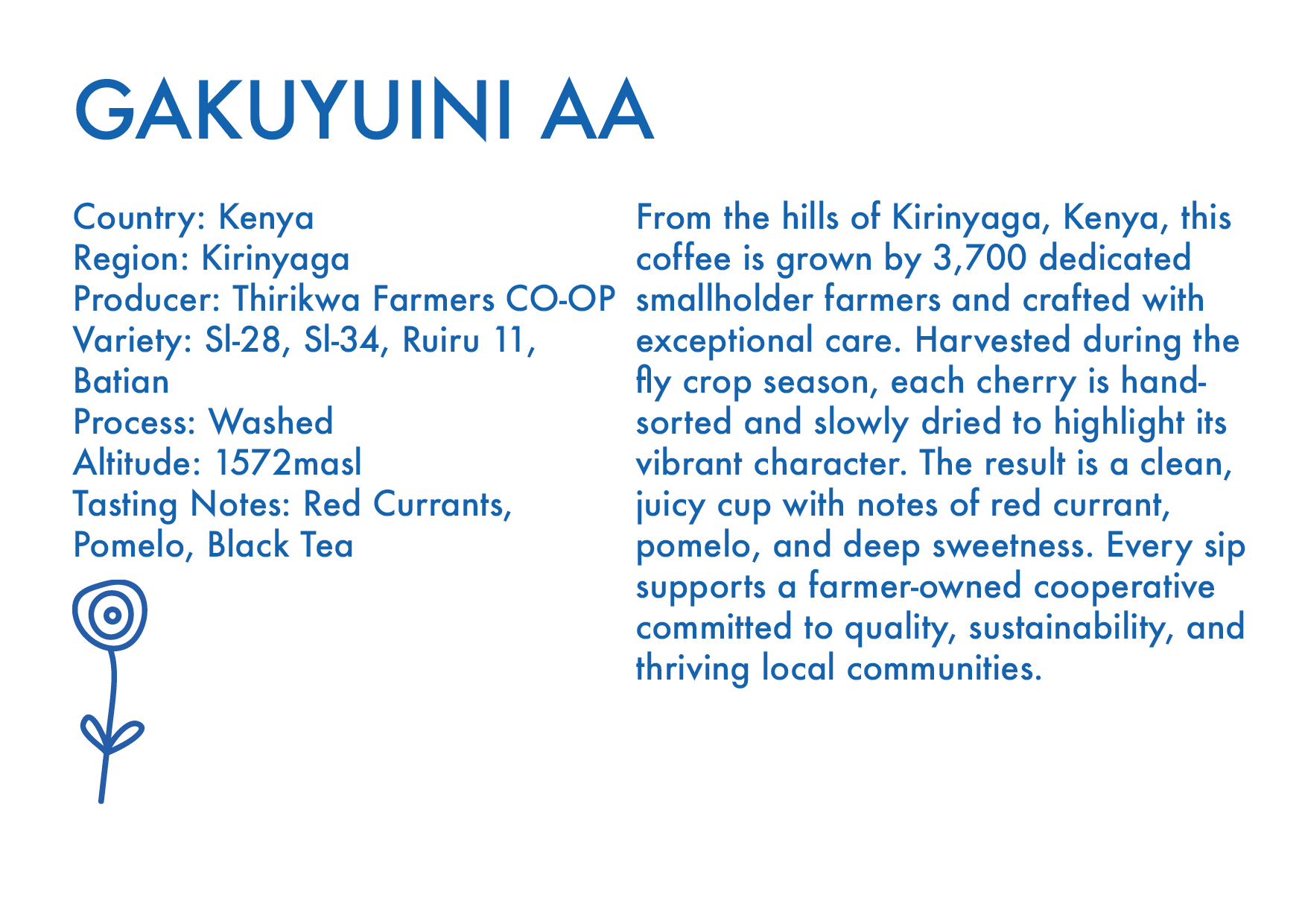 Gakuyuini AA – Kenya