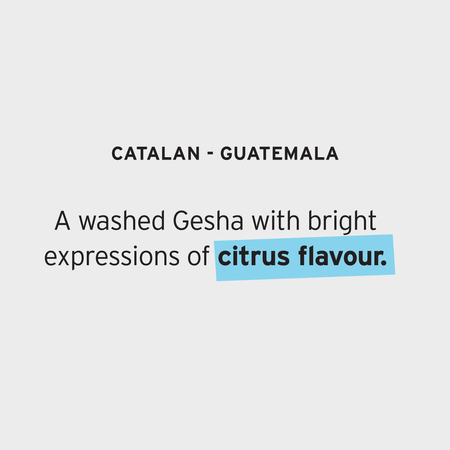 Catalan « Gesha » - Guatemala