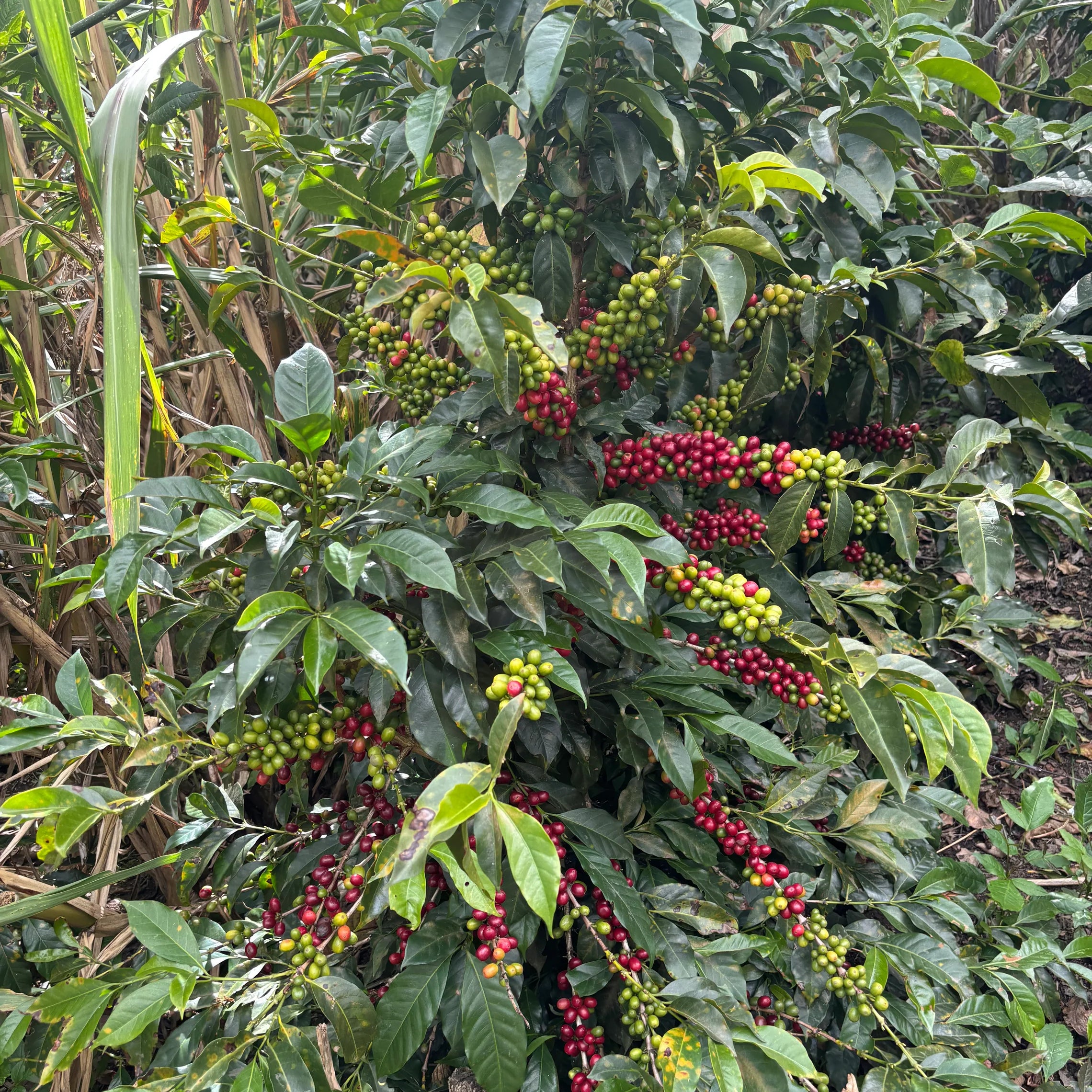 Israel Jamioy Honey – Colombie