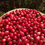 La Higuera – Péru